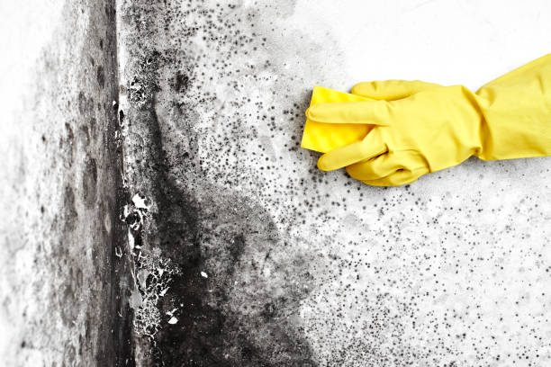 Best Black Mold Removal  in Cedar Lake, IN