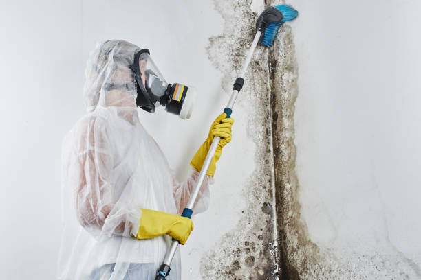 Best Mold Damage Repair  in Cedar Lake, IN