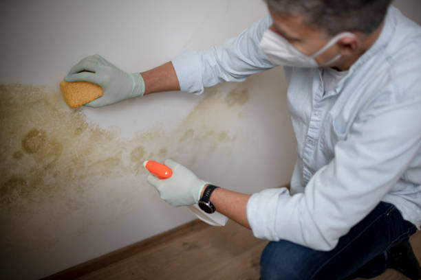 Best Commercial Mold Removal  in Cedar Lake, IN