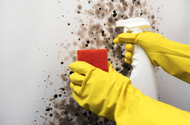 Best Professional Mold Removal  in Cedar Lake, IN
