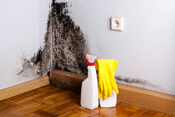 Best Office Mold Removal Services  in Cedar Lake, IN