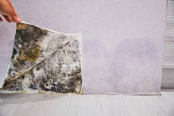 Best Toxic Mold Removal  in Cedar Lake, IN